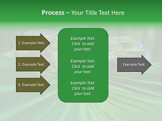 Iguana Green Wildlife PowerPoint Template