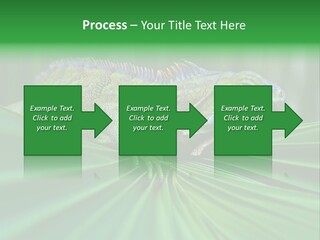Iguana Green Wildlife PowerPoint Template