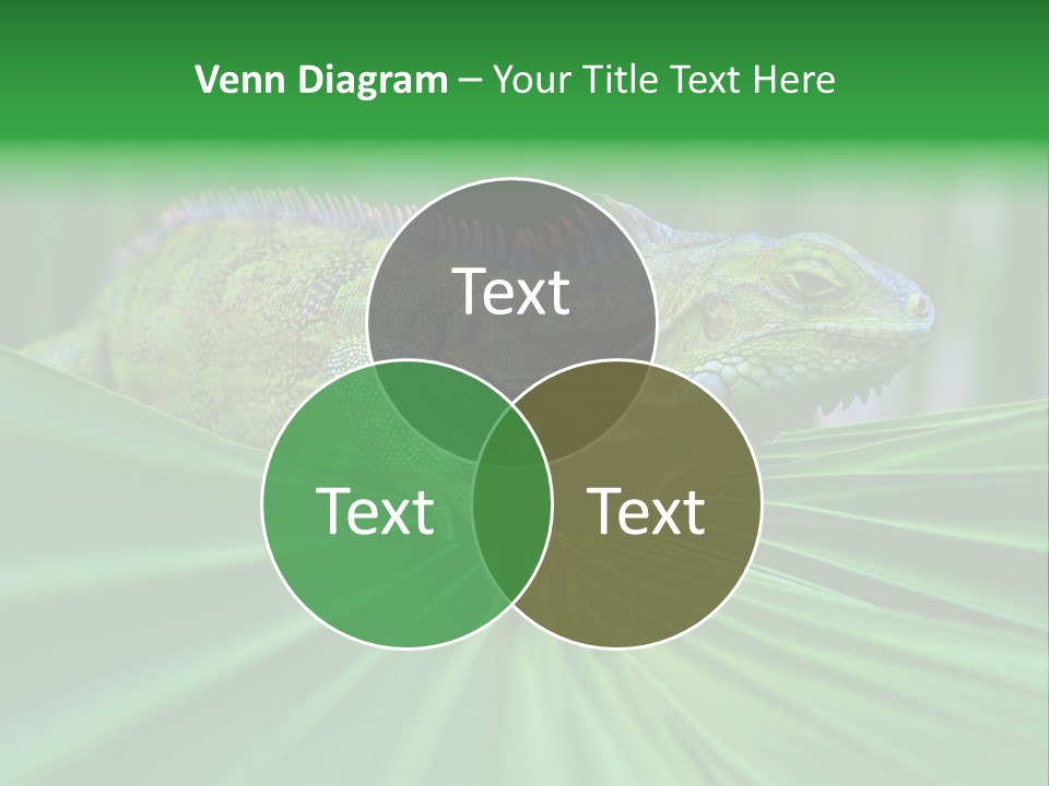 Iguana Green Wildlife PowerPoint Template