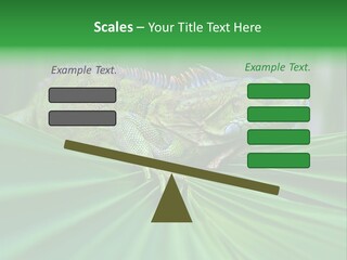 Iguana Green Wildlife PowerPoint Template