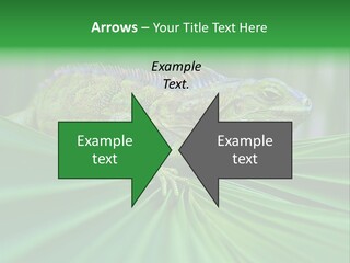 Iguana Green Wildlife PowerPoint Template