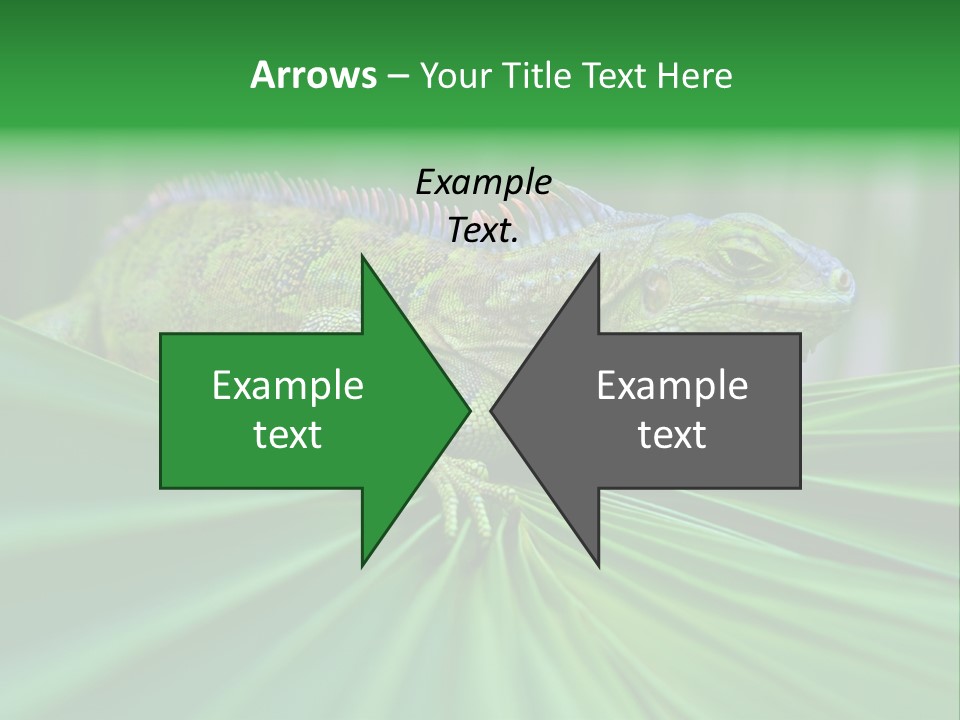 Iguana Green Wildlife PowerPoint Template