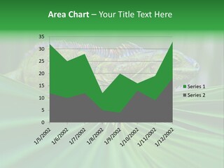 Iguana Green Wildlife PowerPoint Template
