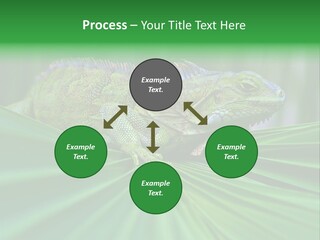 Iguana Green Wildlife PowerPoint Template