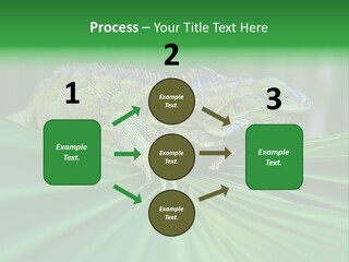 Iguana Green Wildlife PowerPoint Template