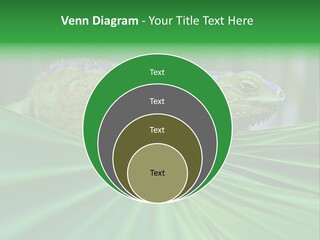 Iguana Green Wildlife PowerPoint Template