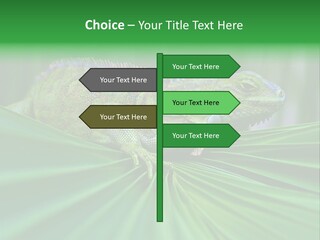 Iguana Green Wildlife PowerPoint Template