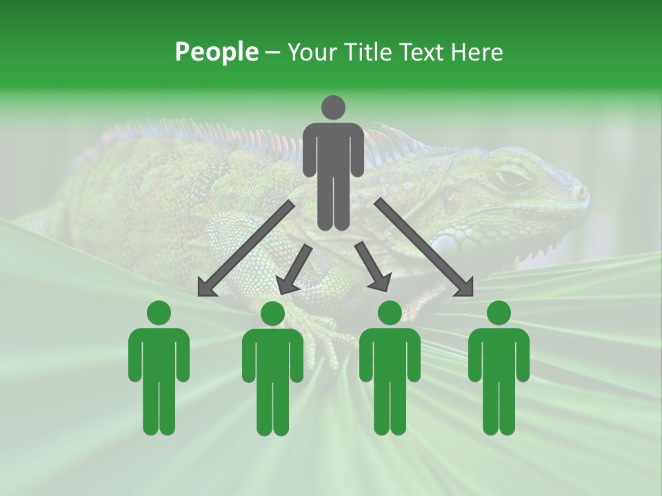 Iguana Green Wildlife PowerPoint Template