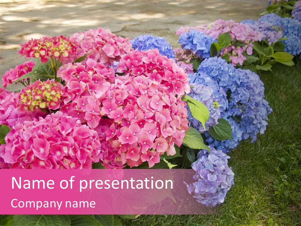 Hydrangea Beautiful Stem PowerPoint Template
