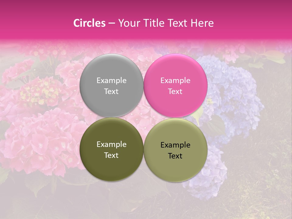 Hydrangea Beautiful Stem PowerPoint Template