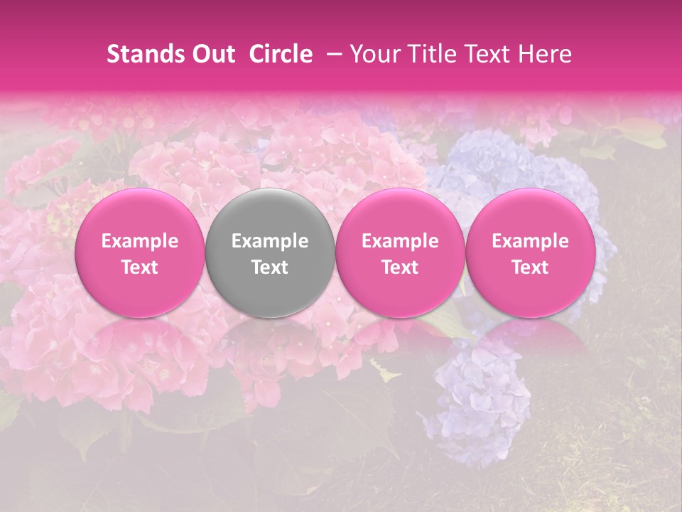 Hydrangea Beautiful Stem PowerPoint Template