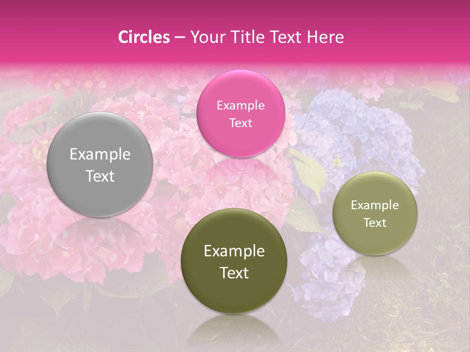 Hydrangea Beautiful Stem PowerPoint Template