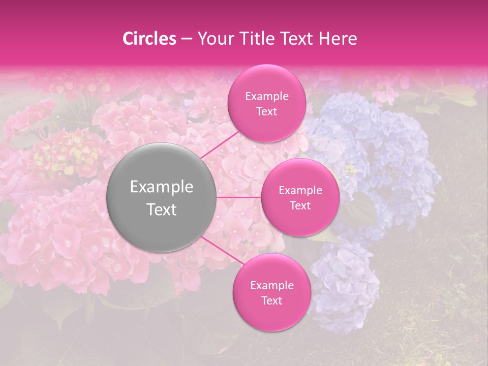 Hydrangea Beautiful Stem PowerPoint Template