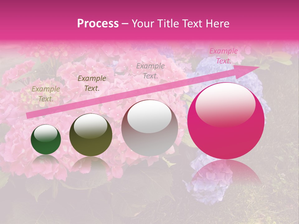 Hydrangea Beautiful Stem PowerPoint Template