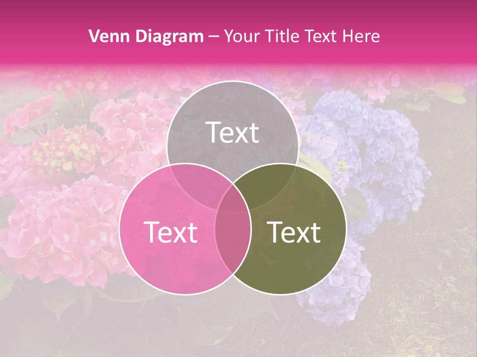Hydrangea Beautiful Stem PowerPoint Template