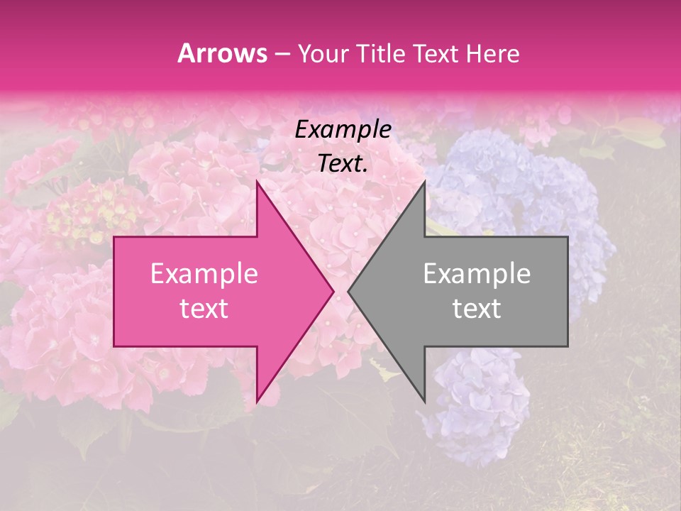 Hydrangea Beautiful Stem PowerPoint Template