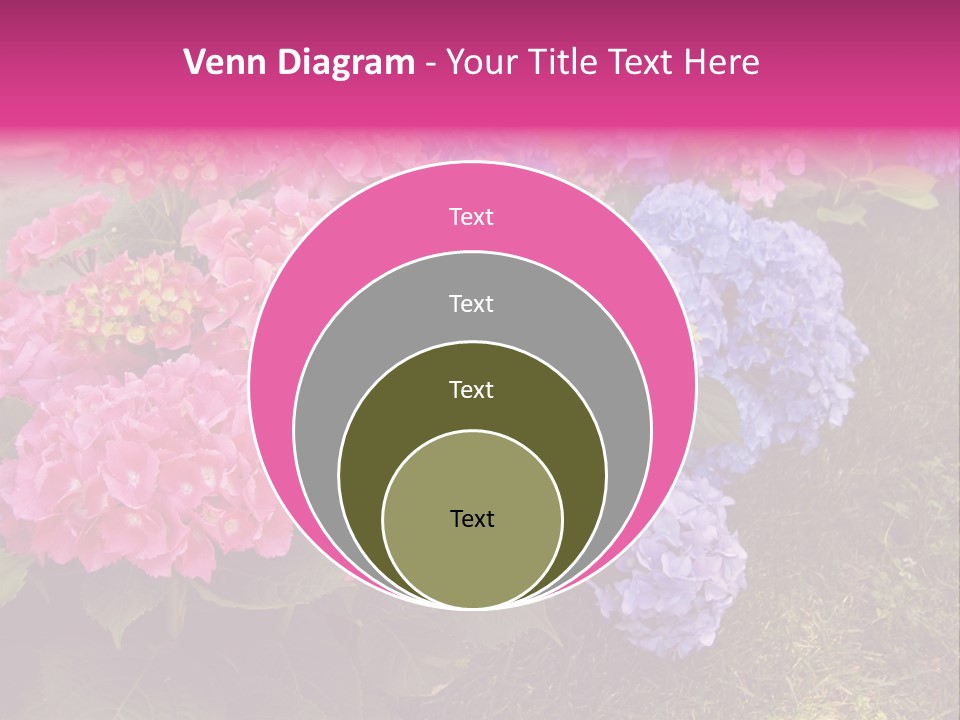 Hydrangea Beautiful Stem PowerPoint Template