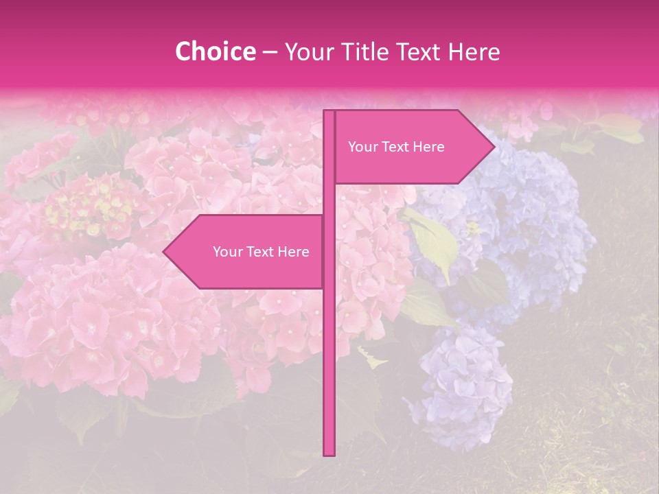 Hydrangea Beautiful Stem PowerPoint Template