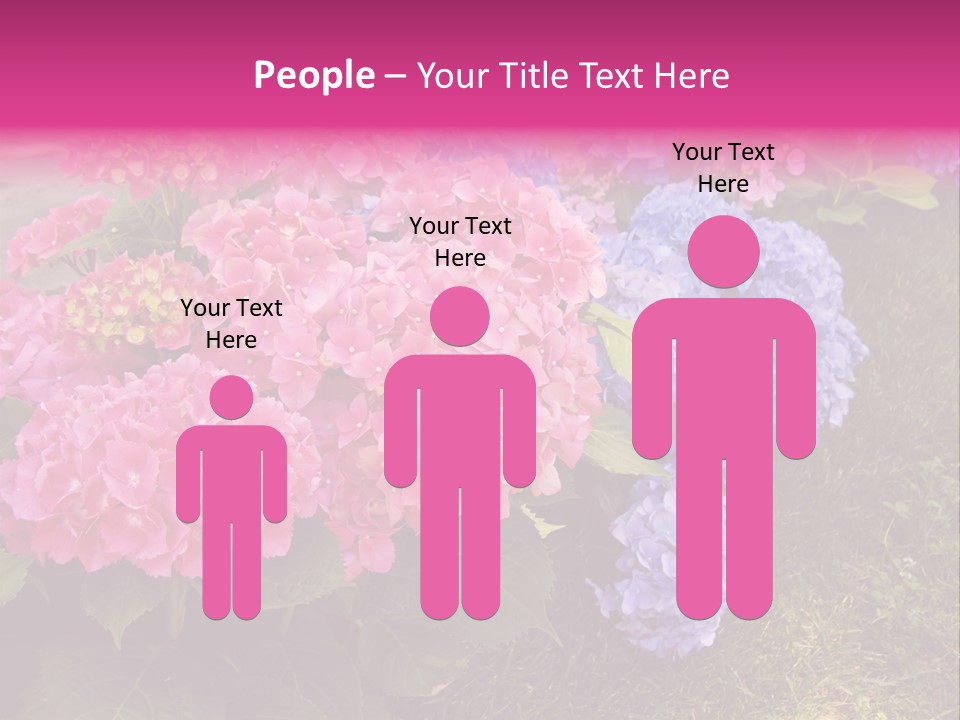 Hydrangea Beautiful Stem PowerPoint Template