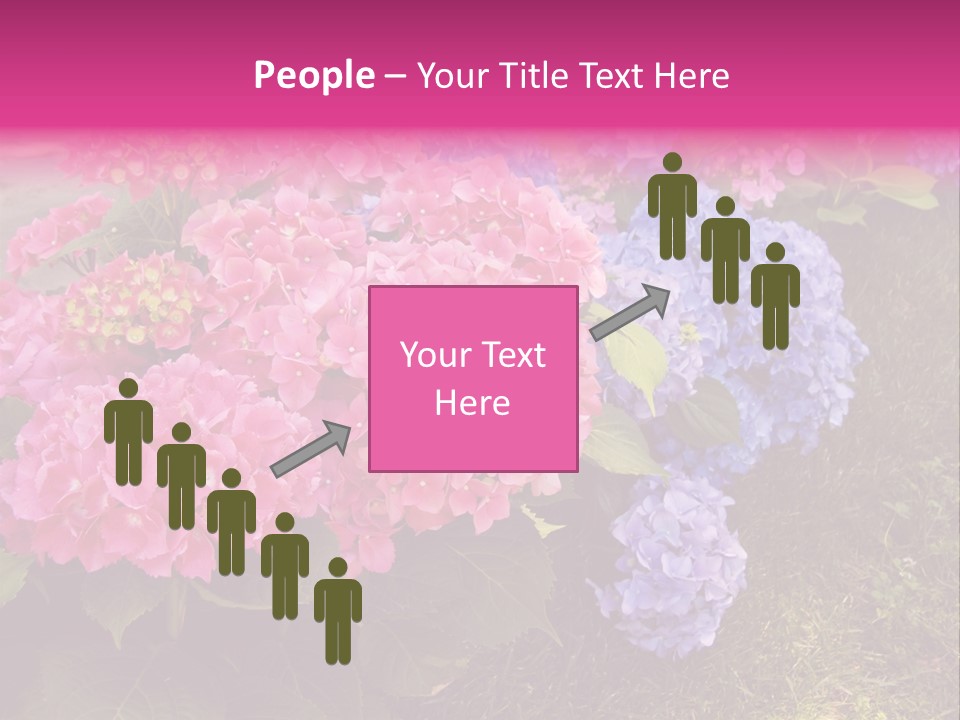 Hydrangea Beautiful Stem PowerPoint Template