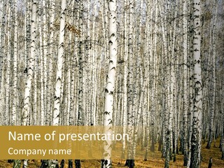 Branch Landscape Still PowerPoint Template