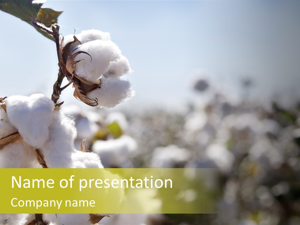 Agriculture Softness Grow PowerPoint Template