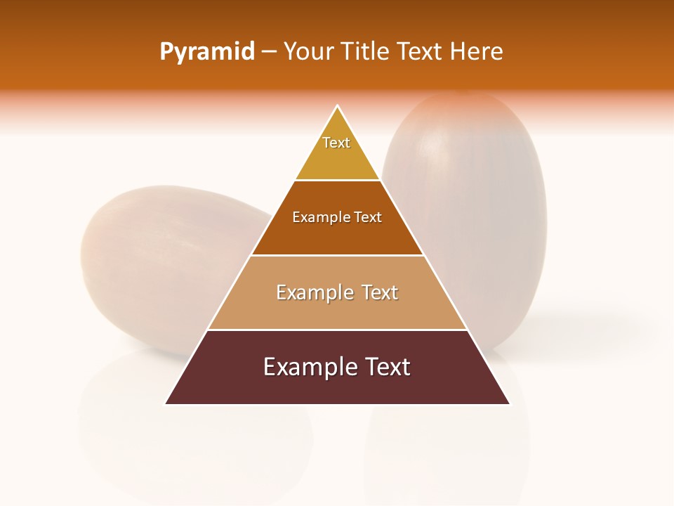 Shell September Nut PowerPoint Template