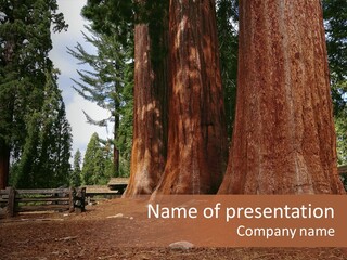 Pines Old Flag PowerPoint Template