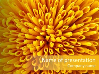 Beautiful Chrysanthemum Spring PowerPoint Template