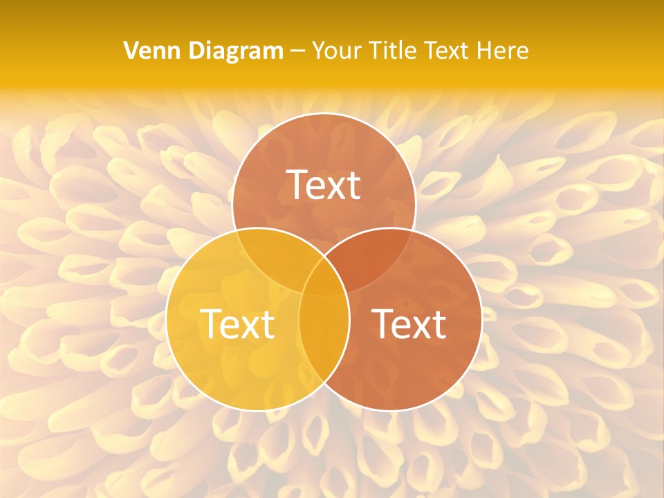 Beautiful Chrysanthemum Spring PowerPoint Template