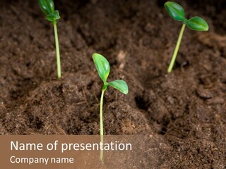 New Leaf Environmental PowerPoint Template