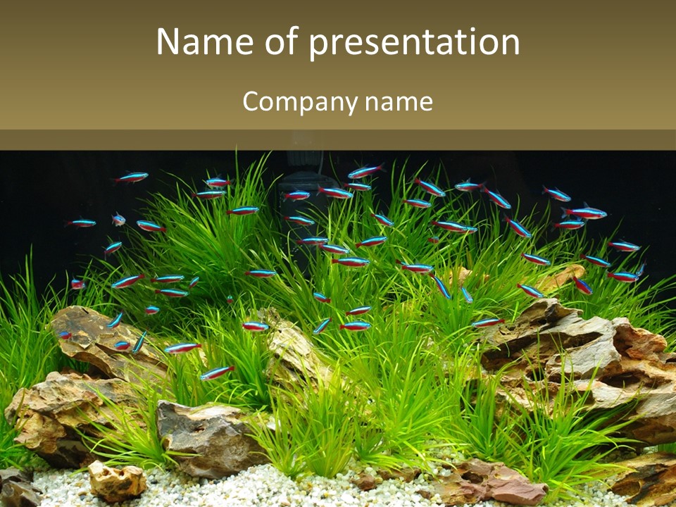 A Fish Tank Filled With Plants And Rocks PowerPoint Template