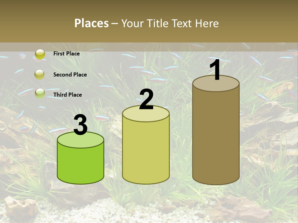 A Fish Tank Filled With Plants And Rocks PowerPoint Template