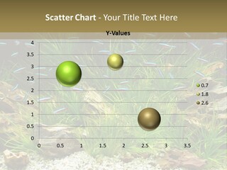 A Fish Tank Filled With Plants And Rocks PowerPoint Template