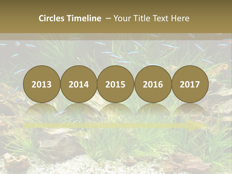 A Fish Tank Filled With Plants And Rocks PowerPoint Template