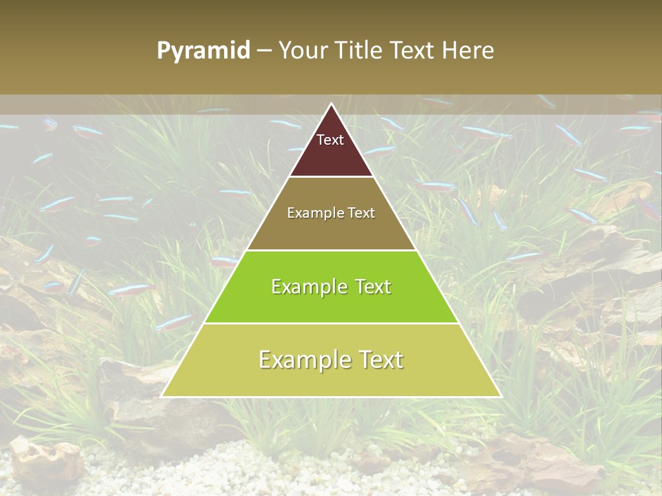 A Fish Tank Filled With Plants And Rocks PowerPoint Template