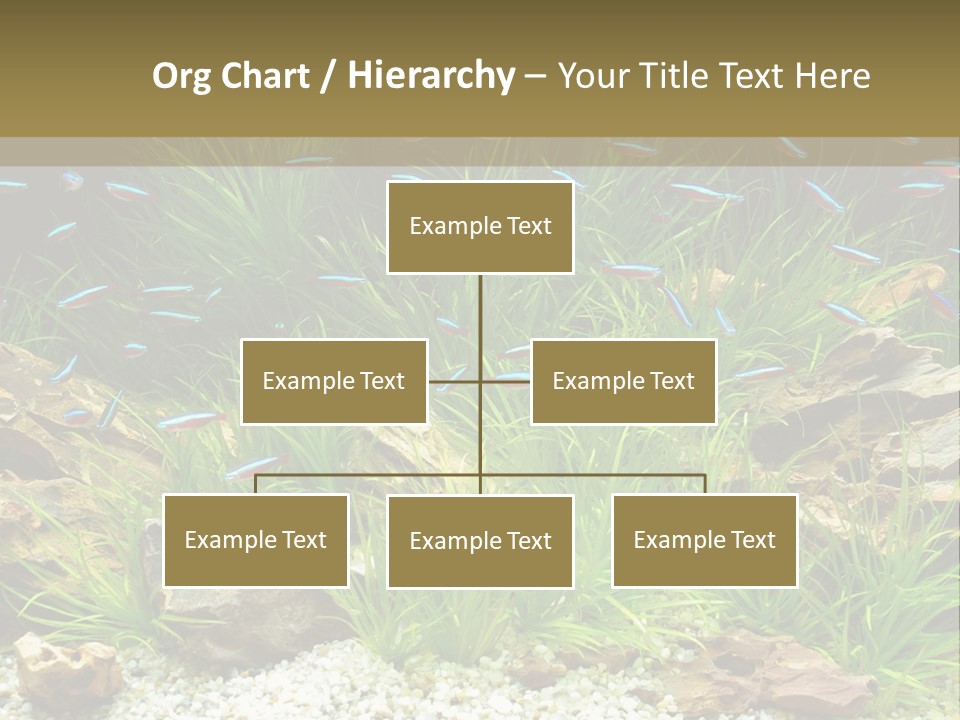 A Fish Tank Filled With Plants And Rocks PowerPoint Template