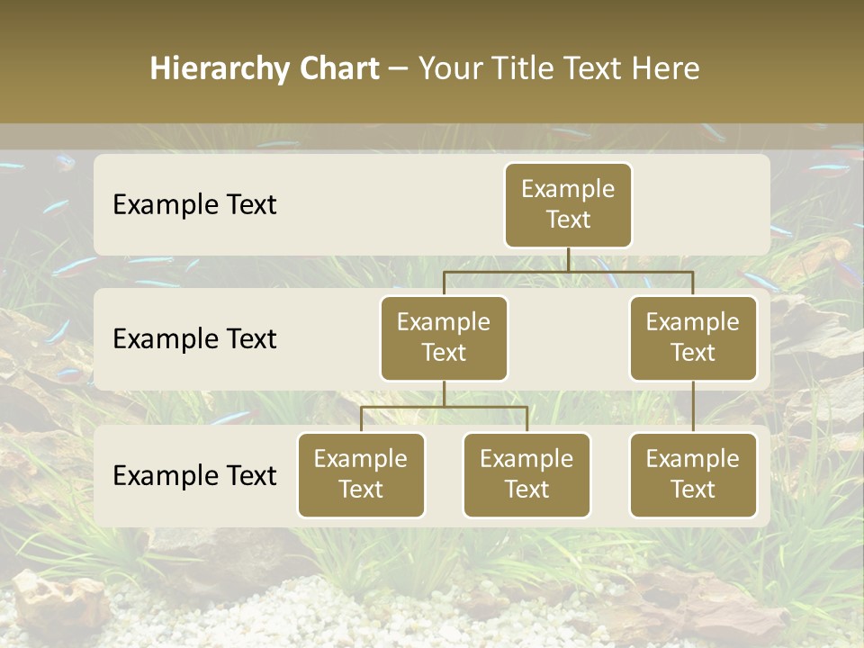 A Fish Tank Filled With Plants And Rocks PowerPoint Template