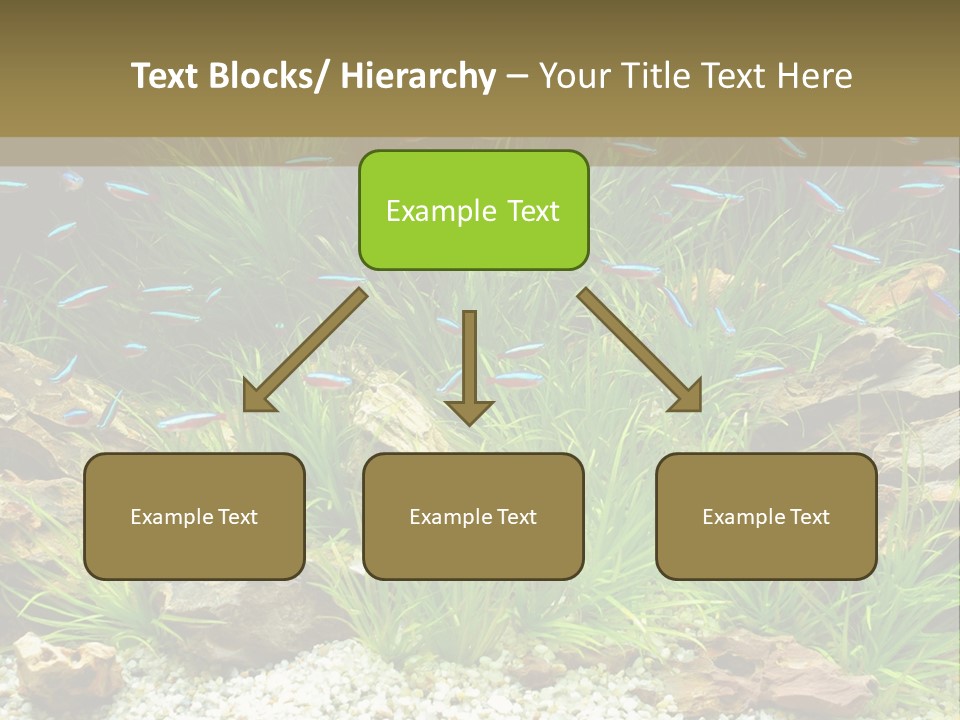 A Fish Tank Filled With Plants And Rocks PowerPoint Template