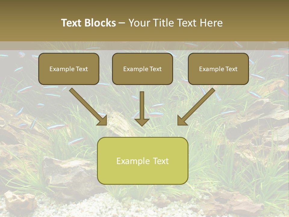 A Fish Tank Filled With Plants And Rocks PowerPoint Template
