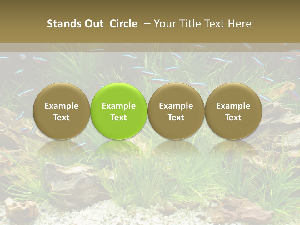 A Fish Tank Filled With Plants And Rocks PowerPoint Template