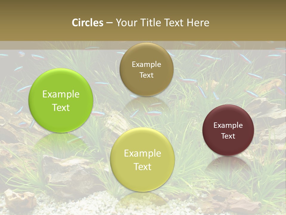 A Fish Tank Filled With Plants And Rocks PowerPoint Template