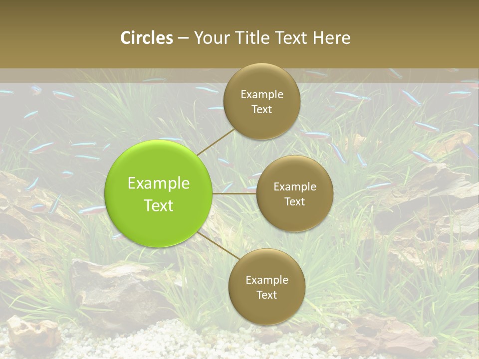 A Fish Tank Filled With Plants And Rocks PowerPoint Template