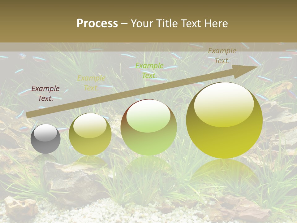 A Fish Tank Filled With Plants And Rocks PowerPoint Template