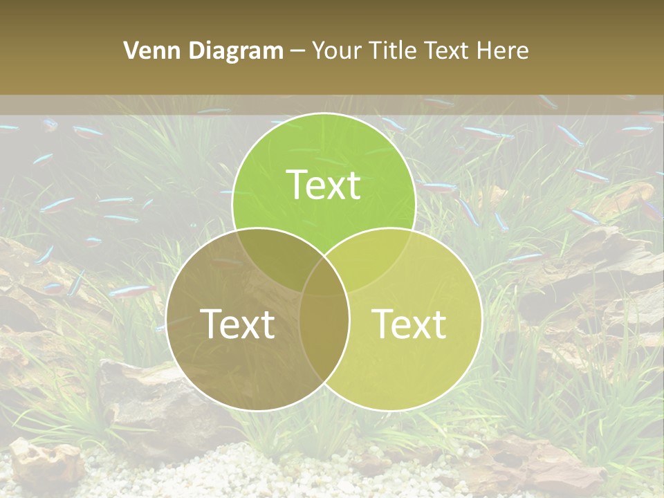 A Fish Tank Filled With Plants And Rocks PowerPoint Template