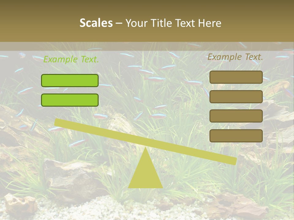A Fish Tank Filled With Plants And Rocks PowerPoint Template