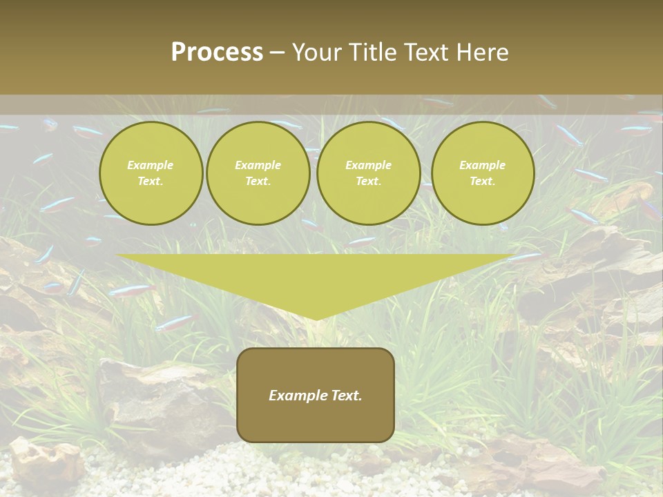 A Fish Tank Filled With Plants And Rocks PowerPoint Template