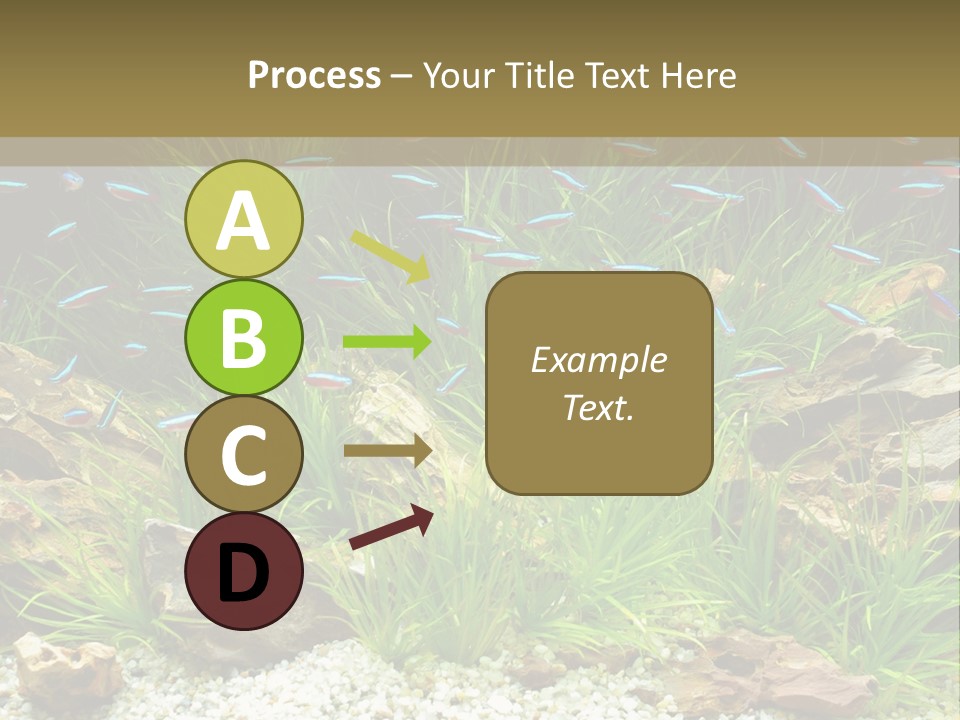 A Fish Tank Filled With Plants And Rocks PowerPoint Template