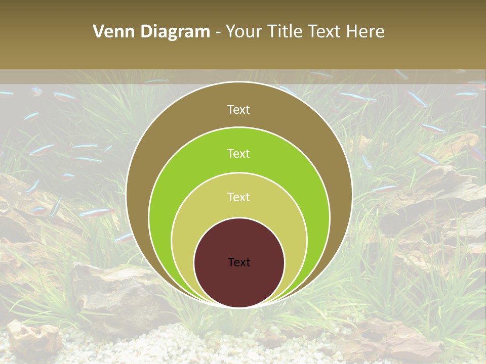 A Fish Tank Filled With Plants And Rocks PowerPoint Template