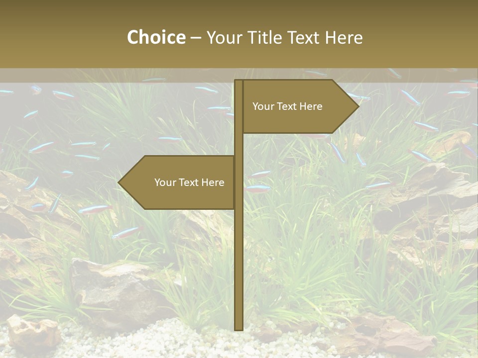 A Fish Tank Filled With Plants And Rocks PowerPoint Template